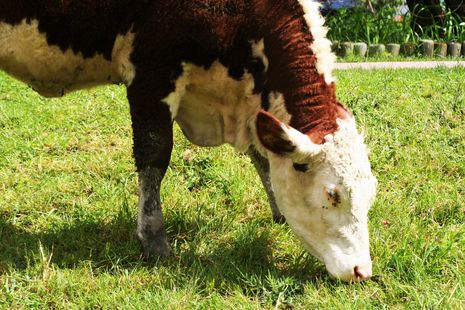 Cambridge cows feel the moo-sic