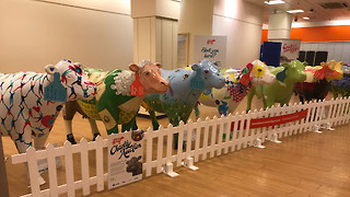 Cambridge cow sculptures to be sold at charity auction