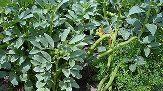 Broad beans key to tackling mental health crisis, says Cambridge researcher