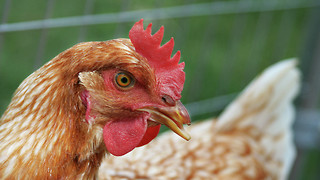 Bird flu - another pandemic?