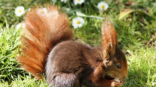 Rescuing reds is nuts! A tail of squirrel conservation