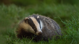 Under pressure: the badger cull controversy