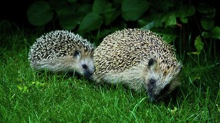 Helping hedgehogs and beyond