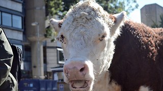 Cambridge cattle threatened by cow-ncil cuts