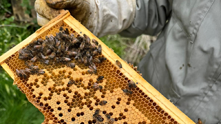 An introduction to beekeeping at Cambridge