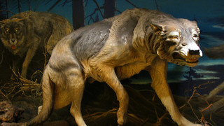 A mammoth discovery? The science of de-extinction