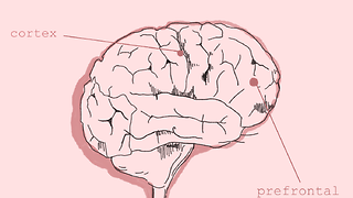 How does the brain become conscious of its thoughts?