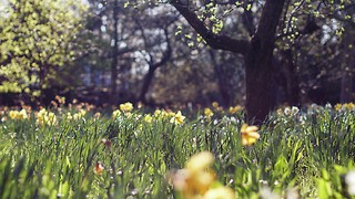 Sit on a bench and stare at a tree