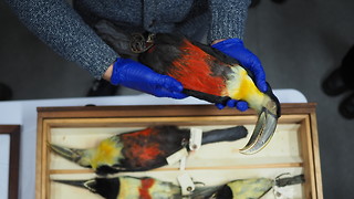 Inside Cambridge’s museum collections