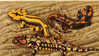 Miniature birds and cannabalistic salamanders: how organisms are adapting to climate change