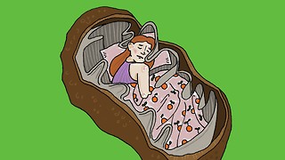 Power, sex, slumber: mitochondria may cause the brain's need to sleep