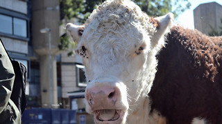 SU scraps campaign for 100% vegan catering