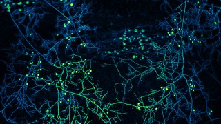 How fungi redefine the individual