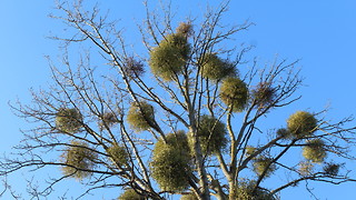 Let it grow: mistletoe comes to town