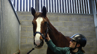 Cambridge's vets are 'fighting tooth and nail' to keep the School open