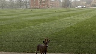 Jesus College ‘jdeer’ relocated