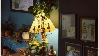 Which houseplant is right for you?