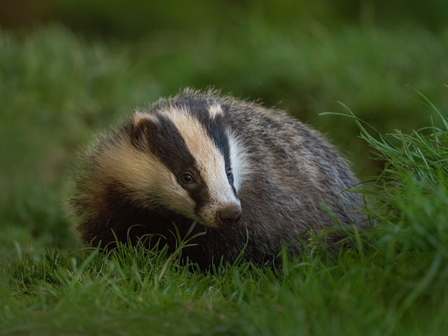 Under pressure: the badger cull controversy