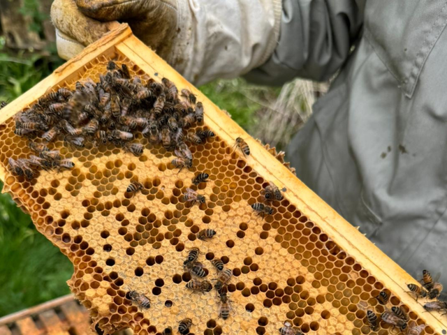 An introduction to beekeeping at Cambridge