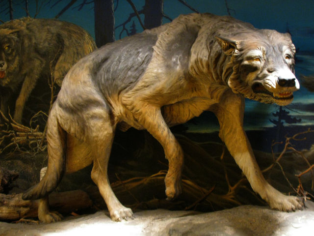 A mammoth discovery? The science of de-extinction