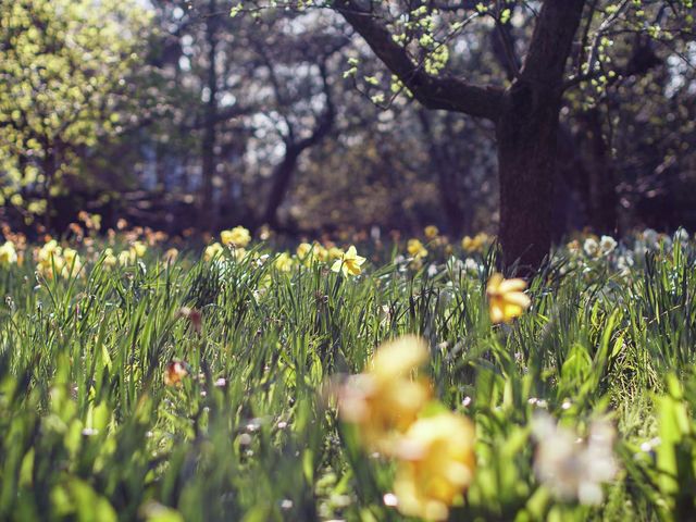 Sit on a bench and stare at a tree