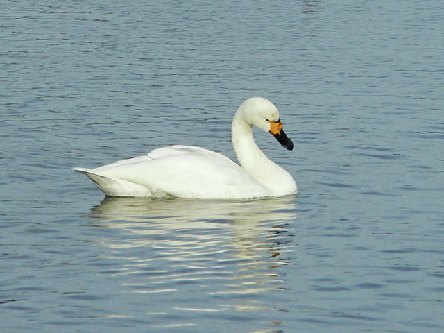 News in Brief: bird sightings, brain cancer, and government bye-byes