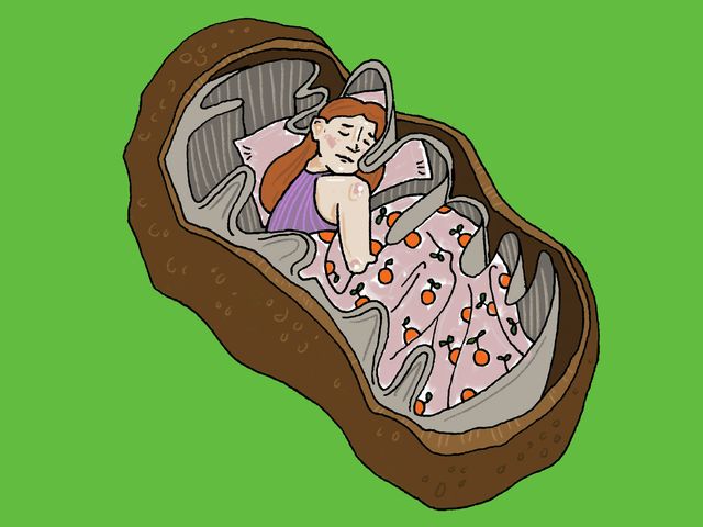 Power, sex, slumber: mitochondria may cause the brain's need to sleep