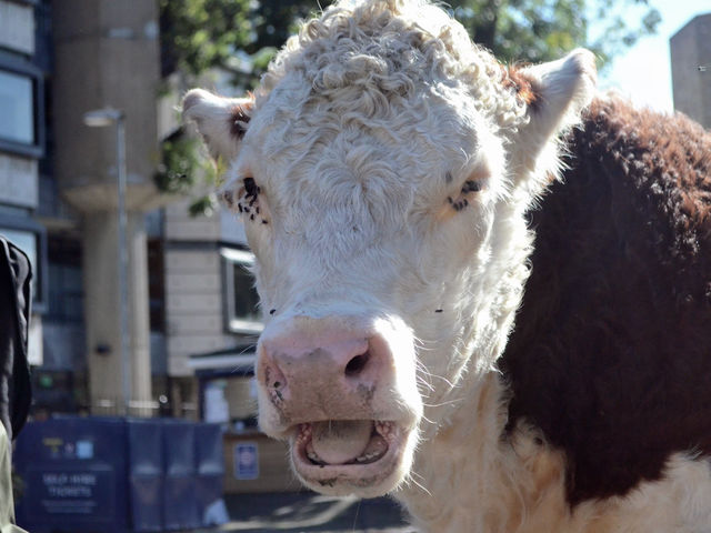 SU scraps campaign for 100% vegan catering