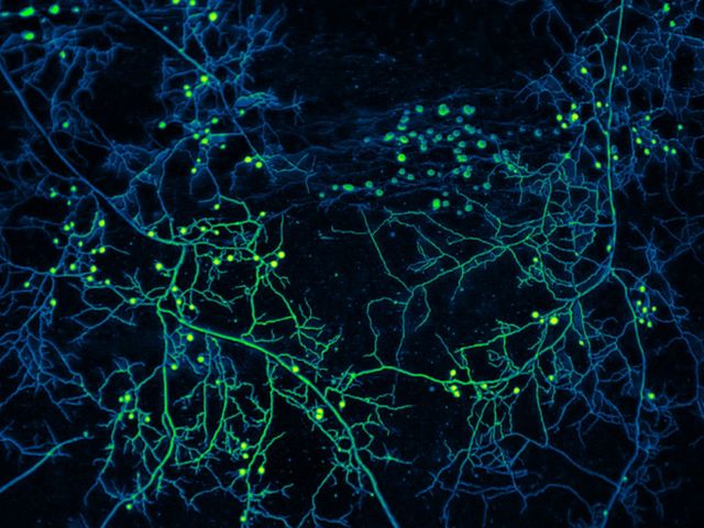 How fungi redefine the individual