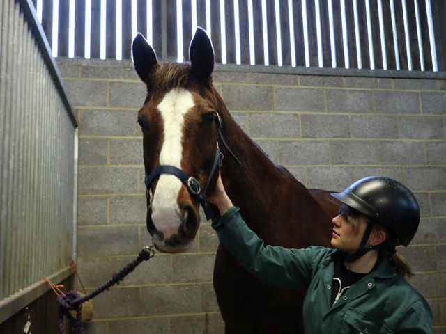 Cambridge's vets are 'fighting tooth and nail' to keep the School open